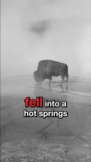 Bison Falls Into Yellowstone Hot Spring 🌋🦬 A Warning to All Visitors