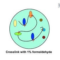 Video: Chromatin Immunoprecipitation ChIP to Assay Dynamic Histone Modification in Activated Gene Expression in Human Cells