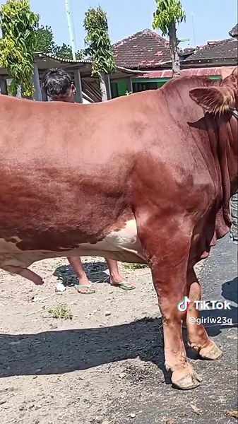 Understanding Cow Mating Season in Agriculture