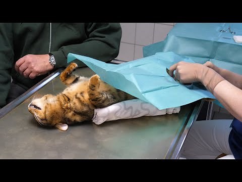 Kastration bei Katzen | Tierschutzverein Intern