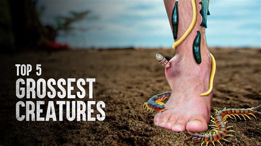 How to stay safe around the top 5 most disgusting creatures
