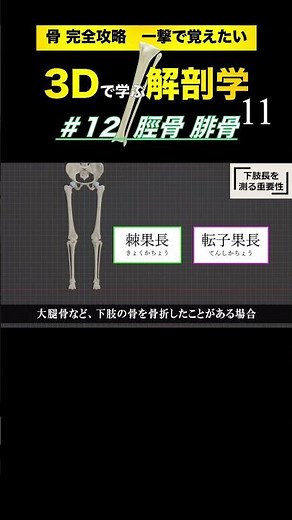 下肢長を測る重要性①【3Dで学ぶ解剖学】脛骨と腓骨の位置はどう違う？3Dでいろんな視点から観察しよう👍 #脛骨 #腓骨 #成長痛 #鵞足炎