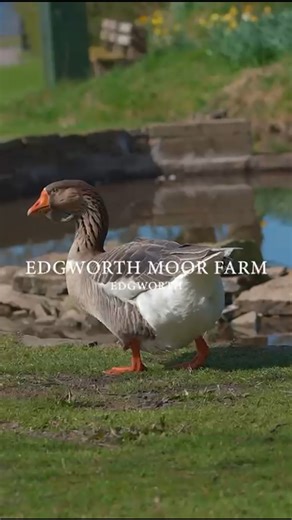 STEP INSIDE | Edgworth Moor Farm Take a quick tour around Edgworth Moor Farm, a beautifully modernised semi-detached farmhouse with equestrian facilities, five acres of land and breathtaking views over unspoilt countryside - all just a short walk from the heart of Edgworth village. 🏡 Highlights Imclude: ✔️ Exclusive setting as one of just three homes from a former farm ✔️ Refenced four-acre field with stables ✔️ Stylishly renovated with thoughtful upgrades ✔️ Open-plan flow with multiple recept