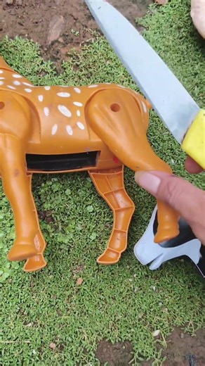 wadidaw sacrificial cow