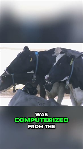 Al Rawabi Dairy Farm: High-Tech Cows & Smart Farming! #shorts