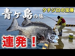 【青ヶ島の石鯛釣り】幻の魚が釣れまくる絶海の孤島！青酎と爆盛りカレー『飯テロ』青ヶ島旅行記 #3