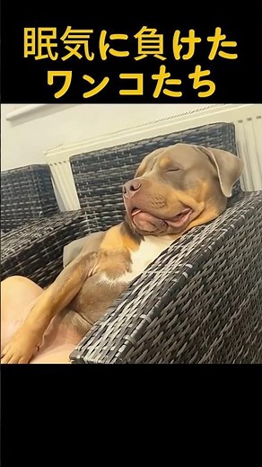 眠気に負けたワンコたち