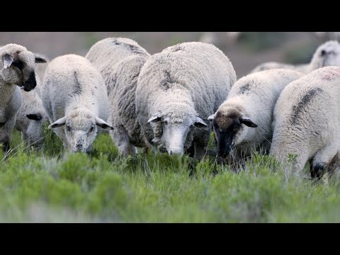 Sheep vs. Cheatgrass: Boise State’s New Battle for Idaho’s Rangelands