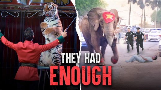 The deadliest circus animal attacks and how they happen
