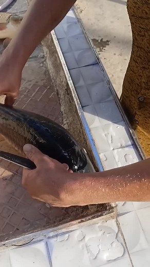 How to Fillet a Fish: Step-by-Step Guide