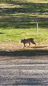As the weather warms up, wildlife sightings are becoming more common around Corn Creek. This young bobcat was spied one evening in the orchard. Check out those paws! Video by J. Contois / USFWS Video description: A small bobcat walks through some grass then climbs onto a short, concrete retaining wall. Video contains no audio. | Desert National Wildlife Refuge