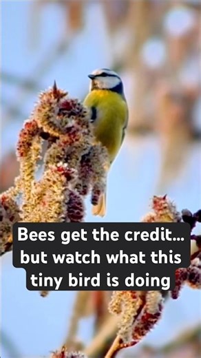 Bees get the credit… bt watch what this tiny bird is doing #bluetit #pollinators #birdwatching #bird
