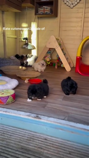 Little romps🥺❤️ #pekingese #dogsoftiktok #puppylove #usa #puppy