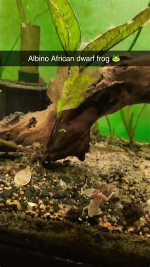 Albino African Dwarf Frog 🐸