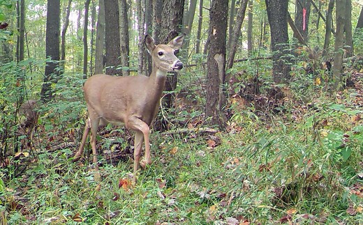 Kentucky deer season is here for 2025. What to know about dates and licenses