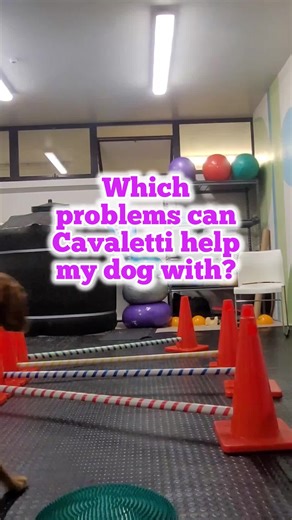 Canine Health Hub on TikTok