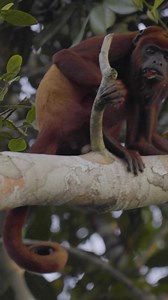 51 reactions | Meet the red howler monkey—small in size, huge in voice!  Their deep, echoing calls can be heard up to 3 miles away, vibrating through the Amazon canopy at sunrise. It’s nature’s alarm clock, and trust us—you won’t sleep through it! Would you wake up to this wild soundtrack in the jungle?  #TheQuasarWay #AmazonWildlife #RedHowlerMonkey #JungleSounds #WildEncounters #LuxuryAdventure | Quasar Expeditions | Facebook