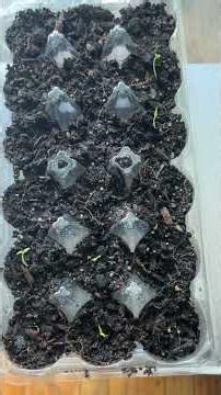 Pimento Pepper Seedlings Sprouting 🌱 #shorts