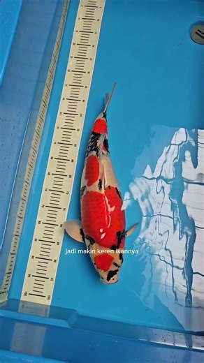BELI IKAN KOI MALAH DAPET HADIAH? GIMANA CARANYA?! #ikankoi #koiimport #koilokal #koi #koifish