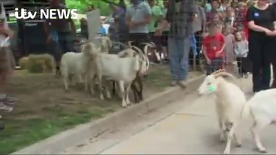 Watch the moment these goats made a bid for freedom - and even thought to hide in a bush. It took 24 hours to recapture all the goats in the US state of Kentucky. | ITV News