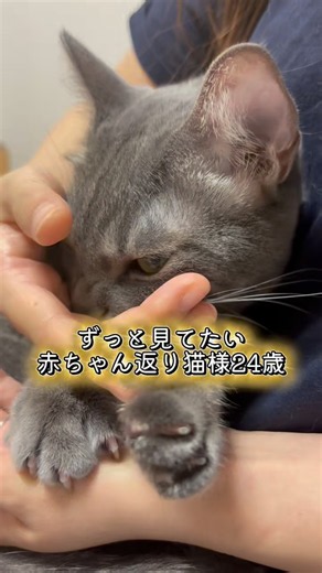ずっと見てたい赤ちゃん返り猫様人年齢24歳 #猫#cat