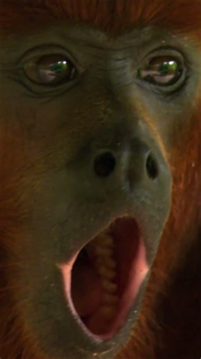 Howler Monkey's Loud Roar Rainforest Territory Defense!