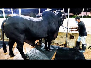 Eight bulls getting loaded into trailers | Brownie's Ranch