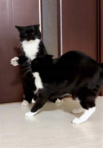 How the Strongest Cats Fight: An Insightful Look