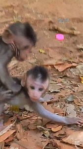 Adorable newborn monkey and funny video monkey today 🥰😘🐒🍼🍇🍉 #UnitedStates #monkeys #monkey #reelsvideo #newlymonkeyreel #reelschallenge #reelitfeelit #tiktok #tips #tiktokviral #newlymonkeyreel | Newly Monkey Reel