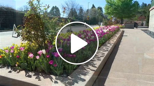 Here's why a Tulip display at Denver Botanic Gardens won't return until 2029 - NewsBreak