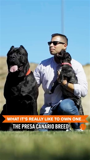 52K views · 1.6K reactions | The Truth About Controversial Dog Breeds 瑩易 | Dogumentary TV | Facebook