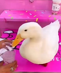 Duck’s day out at the Hello Kitty cafe! 🦆🎀 #hellokitty #duck #pet #cute | seducktive