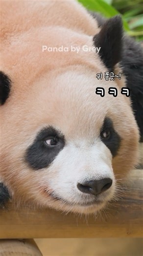Panda by Grey | 어떤 소리를 들었을 때 루이의 귀여운 반응! (귀 쫑긋~ 호기심 가득한 눈동자) 👀😍😆 Rui’s cute reaction when she hears something! (ears pricking up, rolling eyes with full... | Instagram