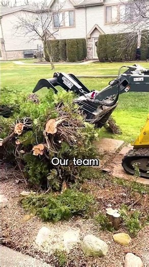 Professional Tree Removal in Action 🌳