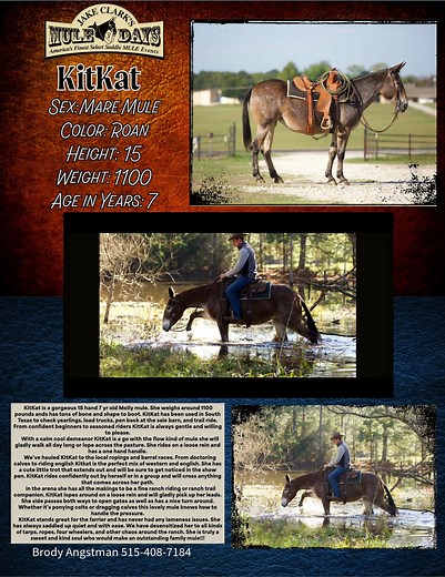 1.2K views · 13 reactions | Jake Clark’s Mule Days on Reels | Facebook