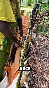 Unbelievable Tree to Food Process 🤯 | Workers Moments