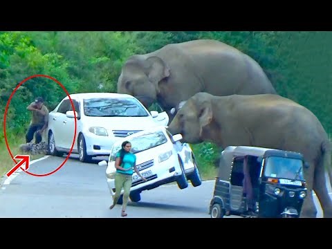2024's Most Terrifying Wild Elephant Attack Caught On Camera - Watch As Elephant Attacks Car!
