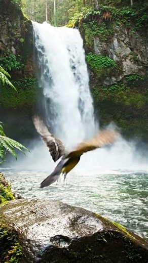 Bird Flying Over Waterfall | Natural Beauty | Nature Cinematic Short