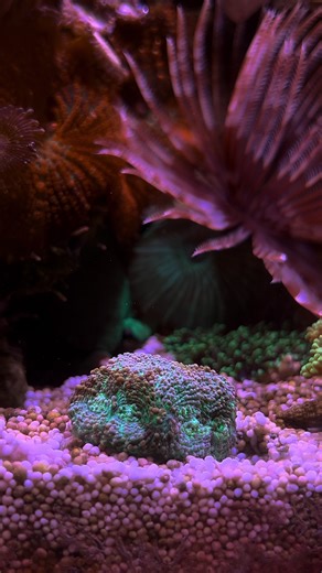 Optimal Feeding for Corals with Reefroids