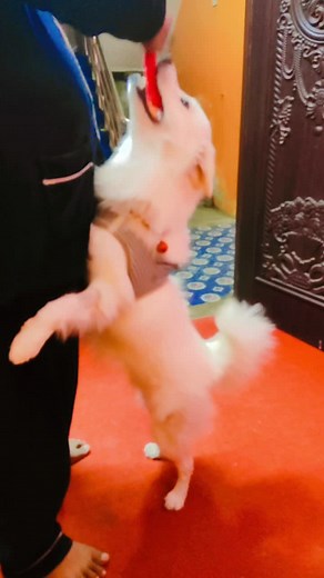 simba_the_lion_king on TikTok