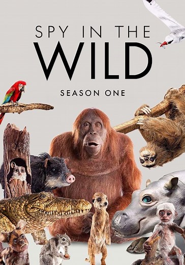 Spy in the Wild Season 1 - watch episodes streaming online