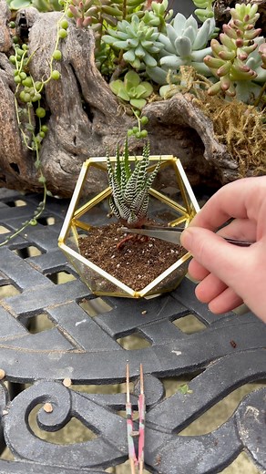 Let’s make a succulent terrarium with this Haworthia attenuata 🌱 | Unique Succulent Designs
