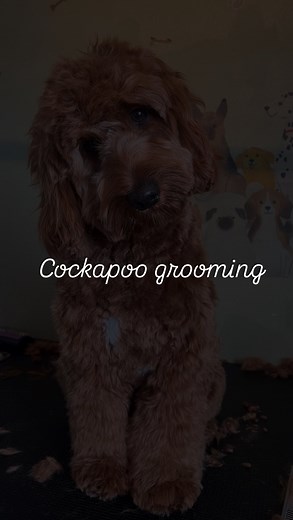 Come and groom Loena the Cockapoo with me 🤗 #dogtrimmer #cockapoo #cocker #poodle #groomer #grooming | maurice_the_kingpoodle