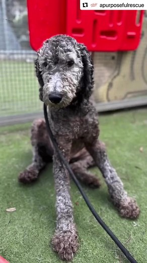 2K views · 42 reactions | Lets talk about doodles and why we are...