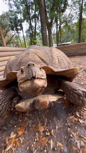 Tortoise attack!! He’s a lot faster than you would think 😂🐢💨 Jumanji can be very territorial and sometimes chase me out of his enclosure! He says get off my lawn!!😂 Jumanji is an African spur thigh tortoise, the third largest tortoise species in the world!! Sadly these tortoises are often sold as babies to people who have no clue or capacity to properly take care of them and they often suffer major health issues in captivity under improper care. Jumanji here is a huge healthy boy and we’re h