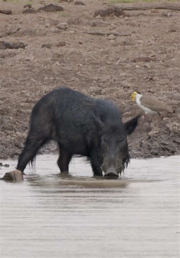 Wild boar digging up along the waters edge #pig #boar #hog #nature #animals