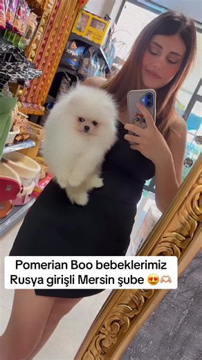Pomerian Boo Puppies for Sale in Mersin