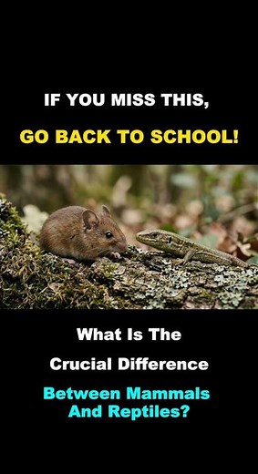 Everyone Knows This! 🌡️ Mammals vs. Reptiles – Quick Science Challenge!