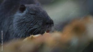Close-up of nutria eating in its natural habitat. Nutria feeding, showing its thick fur and whiskers. Wild nature intimacy concept