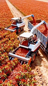 770 reactions · 14 shares | Harvesting Bill pepper #reels #farmers #harvest #pepper #tips #ideas #highlights #everyone #followers | Jhing Sabordo Sabas | Facebook